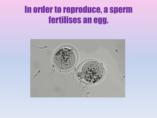 In order to reproduce, a sperm
fertilises an egg.