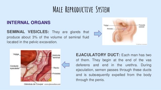 Reproductive system