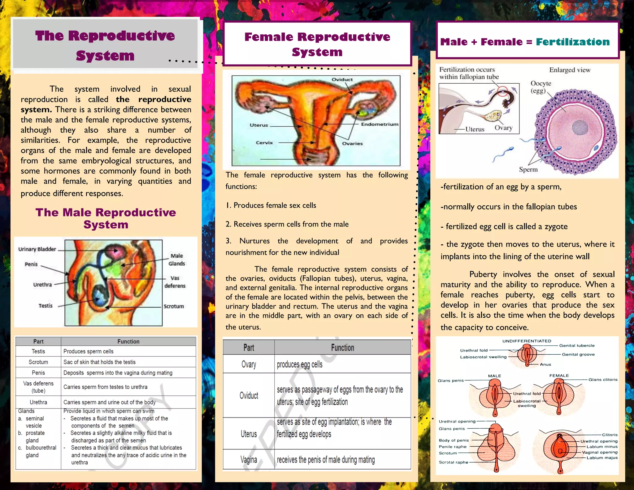 -fertilization of an egg by a sperm,
-normally occurs in the fallopian tubes
- fertilized egg cell is called a zygote
- the zygote then moves to the uterus, where it
implants into the lining of the uterine wall
Puberty involves the onset of sexual
maturity and the ability to reproduce. When a
female reaches puberty, egg cells start to
develop in her ovaries that produce the sex
cells. It is also the time when the body develops
the capacity to conceive.
The female reproductive system has the following
functions:
1. Produces female sex cells
2. Receives sperm cells from the male
3. Nurtures the development of and provides
nourishment for the new individual
The female reproductive system consists of
the ovaries, oviducts (Fallopian tubes), uterus, vagina,
and external genitalia. The internal reproductive organs
of the female are located within the pelvis, between the
urinary bladder and rectum. The uterus and the vagina
are in the middle part, with an ovary on each side of
the uterus.
The system involved in sexual
reproduction is called the reproductive
system. There is a striking difference between
the male and the female reproductive systems,
although they also share a number of
similarities. For example, the reproductive
organs of the male and female are developed
from the same embryological structures, and
some hormones are commonly found in both
male and female, in varying quantities and
produce different responses.
The Male Reproductive
System
The Reproductive
System
Female Reproductive
System
Male + Female = Fertilization
 