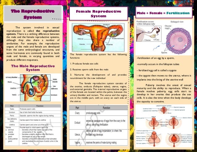 download clinical nephrology