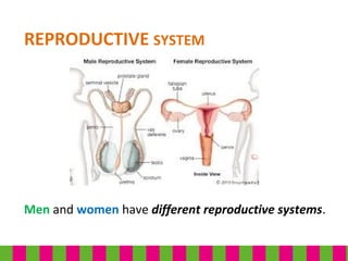 REPRODUCTIVE SYSTEM
Men and women have different reproductive systems.