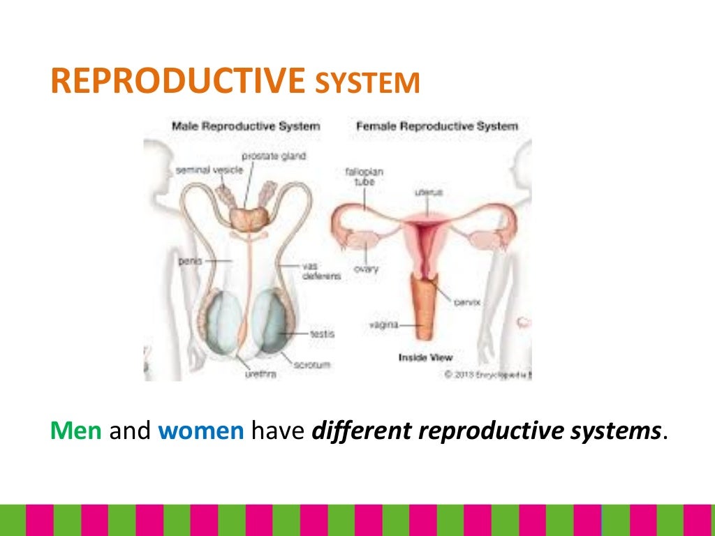 Reproductive system