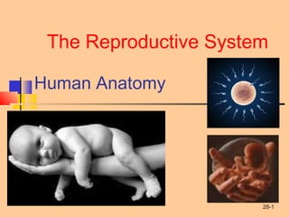 28-1
Human Anatomy
The Reproductive System
 