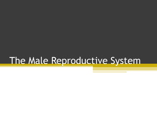 Reproductive System | PPT