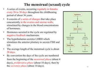 Comprehensive Overview of the Human Reproductive System: Anatomy ...