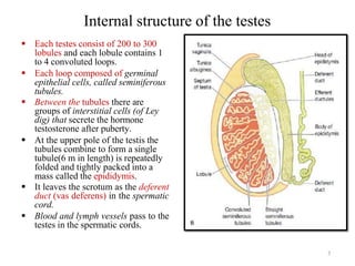 Comprehensive Overview of the Human Reproductive System: Anatomy ...