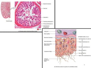 Comprehensive Overview of the Human Reproductive System: Anatomy ...