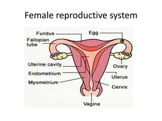 Female reproductive system
 