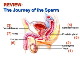 REVIEW:REVIEW:
The Journey of the SpermThe Journey of the Sperm
(1)
(2)
(3) (4)
(5)
(6)
(7)
 