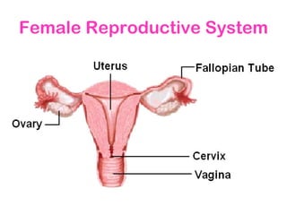 Female Reproductive System
 