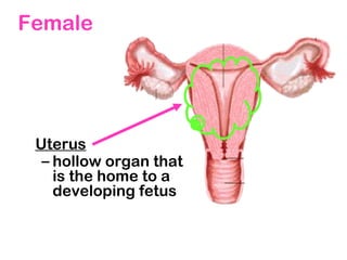 Female
Uterus
– hollow organ that
is the home to a
developing fetus
 