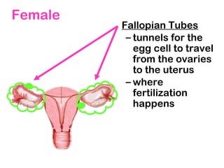 Female
Fallopian Tubes
– tunnels for the
egg cell to travel
from the ovaries
to the uterus
– where
fertilization
happens
 