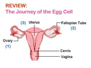 REVIEW:
The Journey of the Egg Cell
(1)
(2)
(3)
 