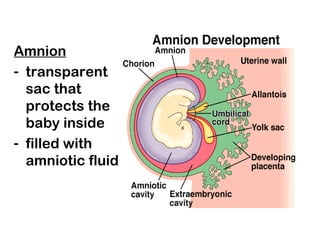 Amnion
- transparent
sac that
protects the
baby inside
- filled with
amniotic fluid
 