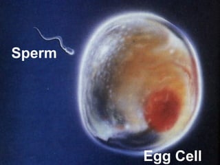 Sperm
Egg Cell
 