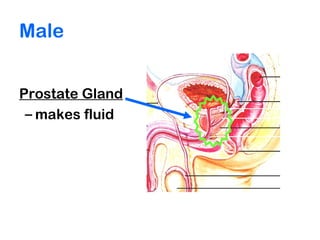 Male
Prostate Gland
– makes fluid
 
