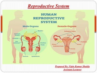 Prepared By: Vipin Kumar Shukla
Assistant Lecturer
Reproductive System
 