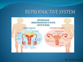 REPRODUCTIVE SYSTEM.pptx