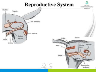 Reproductive System
Dr. Radhika
 