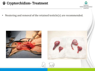 Cryptorchidism- Treatment
• Neutering and removal of the retained testicle(s) are recommended.
 