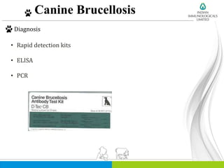 Canine Brucellosis
Diagnosis
• Rapid detection kits
• ELISA
• PCR
 