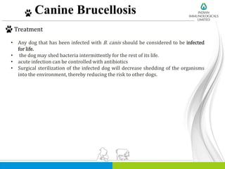 Canine Brucellosis
Treatment
• Any dog that has been infected with B. canis should be considered to be infected
for life.
• the dog may shed bacteria intermittently for the rest of its life.
• acute infection can be controlled with antibiotics
• Surgical sterilization of the infected dog will decrease shedding of the organisms
into the environment, thereby reducing the risk to other dogs.
 