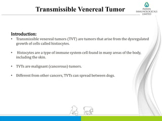 Transmissible Venereal Tumor
Introduction:
• Transmissible venereal tumors (TVT) are tumors that arise from the dysregulated
growth of cells called histiocytes.
• Histocytes are a type of immune system cell found in many areas of the body,
including the skin.
• TVTs are malignant (cancerous) tumors.
• Different from other cancers, TVTs can spread between dogs.
 