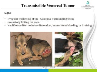 Transmissible Venereal Tumor
Signs:
• Irregular thickening of the –Genitalia- surrounding tissue
• excessively licking the area.
• ‘cauliflower-like’ nodules- discomfort, intermittent bleeding, or bruising.
 