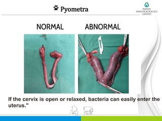 Pyometra
If the cervix is open or relaxed, bacteria can easily enter the
uterus."
 