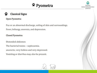 Pyometra
Classical Signs
Open Pyometra:
Pus or an abnormal discharge, soiling of skin and surroundings.
Fever, lethargy, anorexia, and depression.
Closed Pyometra:
Distended abdomen
The bacterial toxins – septicaemia.
anorectic, very listless and very depressed.
Vomiting or diarrhea may also be present.
 