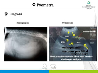 Pyometra
Diagnosis
Radiography Ultrasound
 