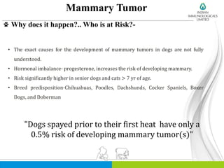Mammary Tumor
Why does it happen?.. Who is at Risk?-
• The exact causes for the development of mammary tumors in dogs are not fully
understood.
• Hormonal imbalance- progesterone, increases the risk of developing mammary.
• Risk significantly higher in senior dogs and cats > 7 yr of age.
• Breed predisposition-Chihuahuas, Poodles, Dachshunds, Cocker Spaniels, Boxer
Dogs, and Doberman
"Dogs spayed prior to their first heat have only a
0.5% risk of developing mammary tumor(s)"
 