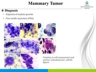 Mammary Tumor
Diagnosis
• Palpation of nodular growth.
• Fine needle aspiration (FNA)
Variation in cell (anisocytosis) and
nuclear. (anisokaryosis) , mitotic
figures
 