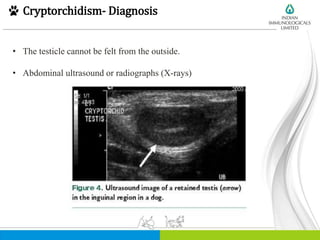 Cryptorchidism- Diagnosis
• The testicle cannot be felt from the outside.
• Abdominal ultrasound or radiographs (X-rays)
 