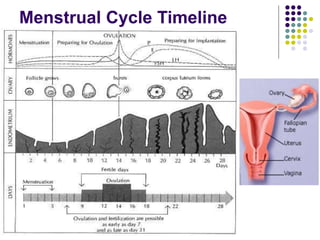 Reproduction Timeline Examples Reproductive System.ppt