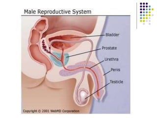 Reproductive System.ppt