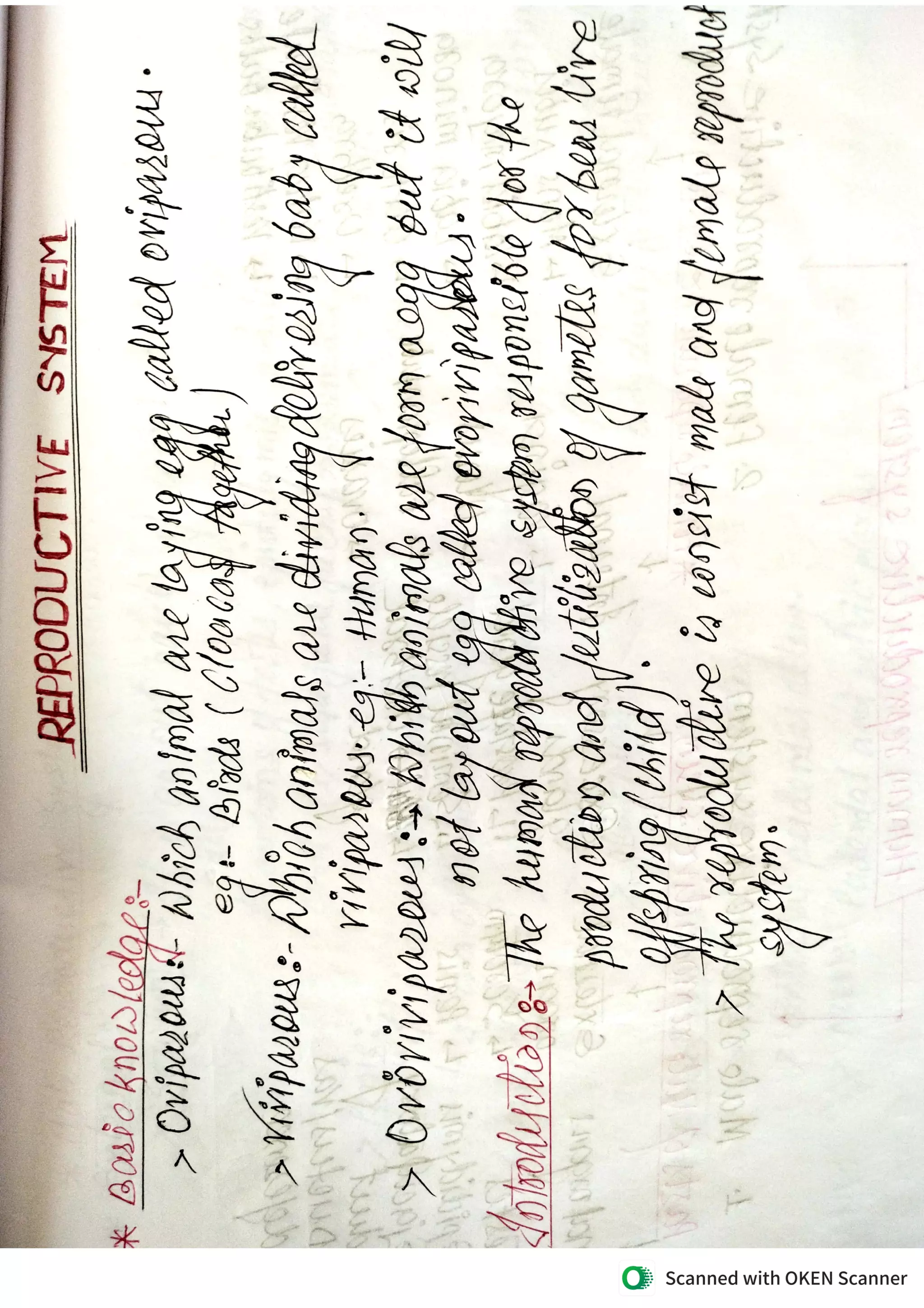 Reproductive System Pdf