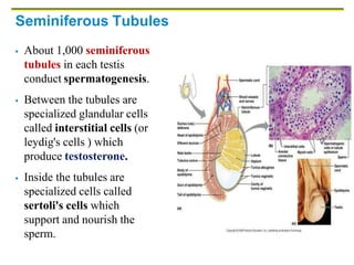 Seminiferous Tubules
 About 1,000 seminiferous
tubules in each testis
conduct spermatogenesis.
 Between the tubules are
specialized glandular cells
called interstitial cells (or
leydig's cells ) which
produce testosterone.
 Inside the tubules are
specialized cells called
sertoli's cells which
support and nourish the
sperm.
 