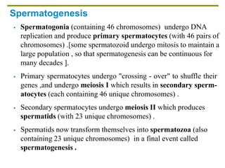 Spermatogenesis
 Spermatogonia (containing 46 chromosomes) undergo DNA
replication and produce primary spermatocytes (with 46 pairs of
chromosomes) .[some spermatozoid undergo mitosis to maintain a
large population , so that spermatogenesis can be continuous for
many decades ].
 Primary spermatocytes undergo "crossing - over" to shuffle their
genes ,and undergo meiosis I which results in secondary sperm-
atocytes (each containing 46 unique chromosomes) .
 Secondary spermatocytes undergo meiosis II which produces
spermatids (with 23 unique chromosomes) .
 Spermatids now transform themselves into spermatozoa (also
containing 23 unique chromosomes) in a final event called
spermatogenesis .
 