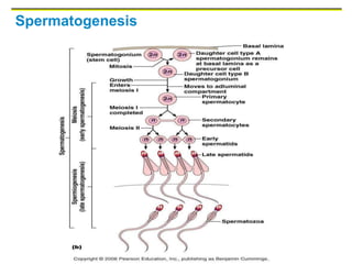 Spermatogenesis
 