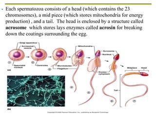  Each spermatozoa consists of a head (which contains the 23
chromosomes), a mid piece (which stores mitochondria for energy
production) , and a tail. The head is enclosed by a structure called
acrosome which stores lays enzymes called acrosin for breaking
down the coatings surrounding the egg.
 