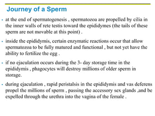 Journey of a Sperm
 at the end of spermatogenesis , spermatozoa are propelled by cilia in
the inner walls of rete testis toward the epididymes (the tails of these
sperm are not movable at this point) .
 inside the epididymis, certain enzymatic reactions occur that allow
spermatozoa to be fully matured and functional , but not yet have the
ability to fertilize the egg .
 if no ejaculation occurs during the 3- day storage time in the
epididymis , phagocytes will destroy millions of older sperm in
storage.
 during ejaculation , rapid peristalsis in the epididymis and vas deferens
propel the millions of sperm , passing the accessory sex glands ,and be
expelled through the urethra into the vagina of the female .
 