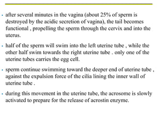  after several minutes in the vagina (about 25% of sperm is
destroyed by the acidic secretion of vagina), the tail becomes
functional , propelling the sperm through the cervix and into the
uterus.
 half of the sperm will swim into the left uterine tube , while the
other half swim towards the right uterine tube . only one of the
uterine tubes carries the egg cell.
 sperm continue swimming toward the deeper end of uterine tube ,
against the expulsion force of the cilia lining the inner wall of
uterine tube .
 during this movement in the uterine tube, the acrosome is slowly
activated to prepare for the release of acrostin enzyme.
 