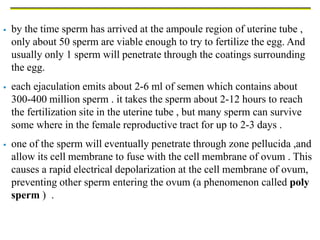  by the time sperm has arrived at the ampoule region of uterine tube ,
only about 50 sperm are viable enough to try to fertilize the egg. And
usually only 1 sperm will penetrate through the coatings surrounding
the egg.
 each ejaculation emits about 2-6 ml of semen which contains about
300-400 million sperm . it takes the sperm about 2-12 hours to reach
the fertilization site in the uterine tube , but many sperm can survive
some where in the female reproductive tract for up to 2-3 days .
 one of the sperm will eventually penetrate through zone pellucida ,and
allow its cell membrane to fuse with the cell membrane of ovum . This
causes a rapid electrical depolarization at the cell membrane of ovum,
preventing other sperm entering the ovum (a phenomenon called poly
sperm ) .
 