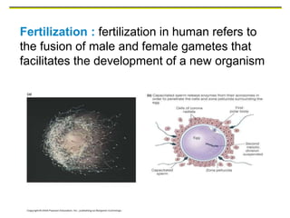 Fertilization : fertilization in human refers to
the fusion of male and female gametes that
facilitates the development of a new organism
 