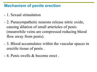Mechanism of penile erection
 1. Sexual stimulation
 2. Parasympathetic neurons release nitric oxide,
causing dilation of small arterioles of penis
(meanwhile veins are compressed reducing blood
flow away from penis).
 3. Blood accumulates within the vascular spaces in
erectile tissue of penis .
 4. Penis swells & become erect .
 