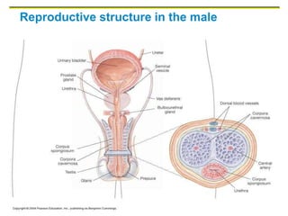 Copyright © 2006 Pearson Education, Inc., publishing as Benjamin Cummings
Reproductive structure in the male
 