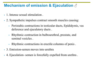 Mechanism of emission & Ejaculation ♂
 1. Intense sexual stimulation .
 2. Sympathetic impulses contract smooth muscles causing:
 Peristaltic contractions in testicular ducts, Epididymis, vas
deference and ejaculatory ducts .
 Rhythmic contraction in bulbourethral, prostate, and
seminal vesicles .
 Rhythmic contractions in erectile columns of penis .
 3. Emission-semen moves into urethra
 4. Ejaculation- semen is forcefully expelled from urethra .
 