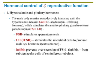 Hormonal control of ♂ reproductive function
 1. Hypothalamic and pituitary hormones:
 The male body remains reproductively immature until the
hypothalamus releases GnRH (Ganadotropin – releasing
hormone), which stimulates the anterior pituitary gland to release
gonadotropins (FSH, LH) .
 FSH- stimulates spermatogenesis .
 LH (ICSH) – stimulates the interstitial cells to produce
male sex hormone (testosteronne) .
 Inhibin prevents over secretion of FSH . (Inhibin – from
substentacular cells of seminiferous tubules).
 