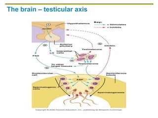 The brain – testicular axis
 